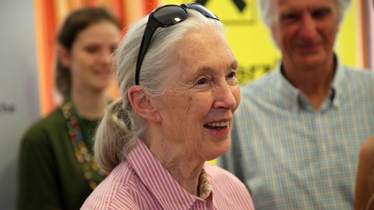 Rumoured 40530 Jane Goodall Tribute GWP may release in March